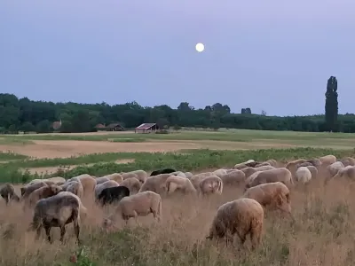 teren vanzare cumparare Valea lui Mihai Bihor arabil pasune